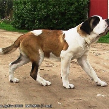 Питомник животных Жемчужина Дубны фото 3