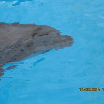Дельфинарий в г. Санкт-Петербурге фото 1