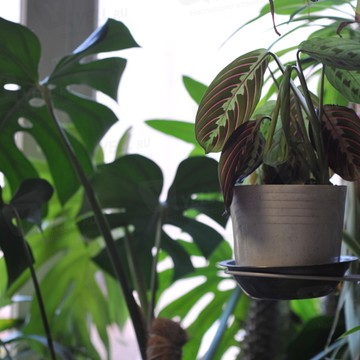 Ветеринарный кабинет Домашний любимец фото 3