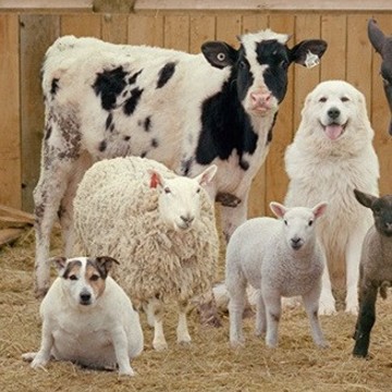 Ферма &quot;Зеленый луг&quot; фото 1