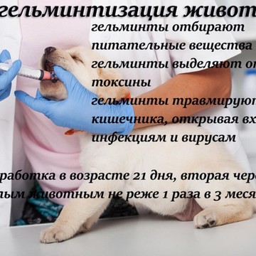 Ветеринарный центр Балу на Потанинской улице фото 2