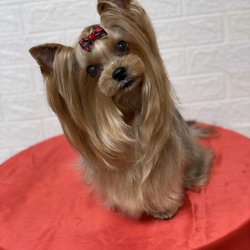 Зоосалон V-groom фото 3