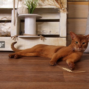 Питомник абиссинских кошек Zephyr фото 2