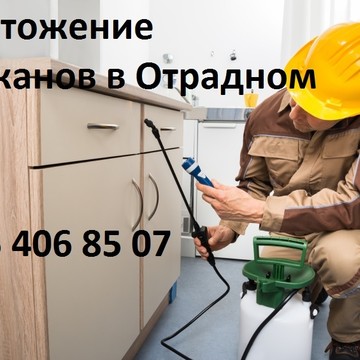 Уничтожение насекомых в Бибирево фото 2