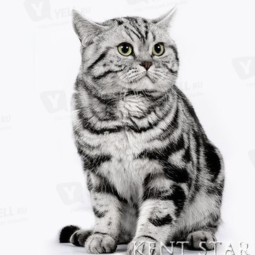 Питомник британских кошек Кент Старт фото 3