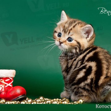 Bene Vobis- питомник шотландских кошек золотых окрасов фото 1