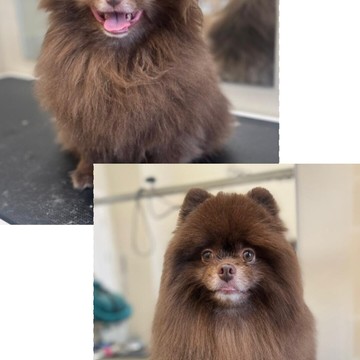 Груминг&amp;SPA Youme petspace фото 3