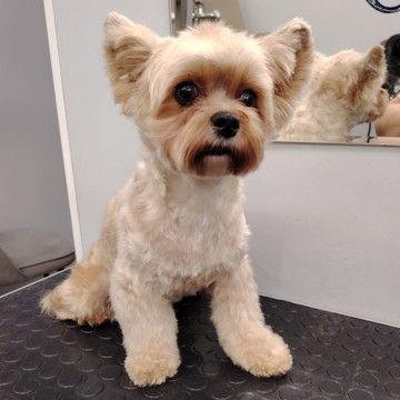 груминг студия &quot;Хвосты в тренде&quot; фото 1