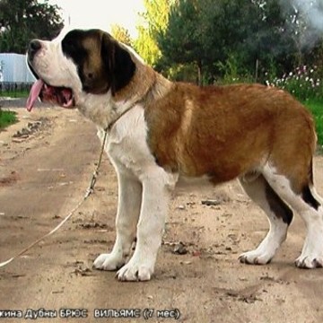 Питомник животных Жемчужина Дубны фото 2