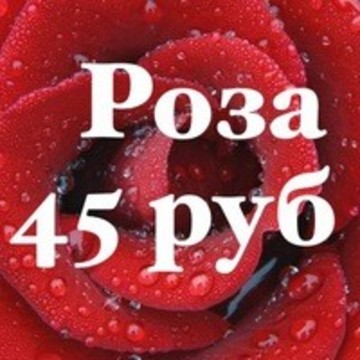 Розы СПб - Мир цветов фото 1