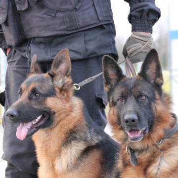 K9 Expert Центр кинологической службы фото 2