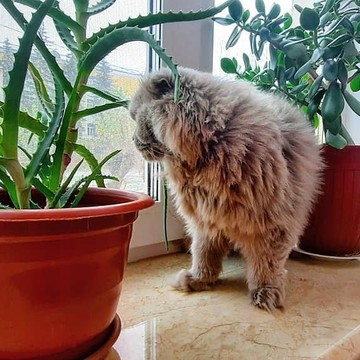 Груминг-салон Golden Pets на Студенческой улице фото 1
