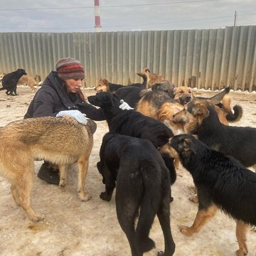 Кожуховский приют для безнадзорных животных на Пехорской улице фото 3