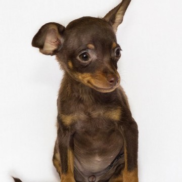 Из Королевства Д&#039;Альба на Московском шоссе фото 2