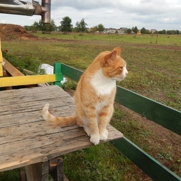 Конно-спортивный клуб &quot;Конный Петергоф&quot; фото 3