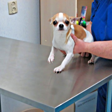 Ветеринарная клиника Бэмби фото 2