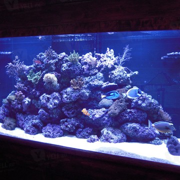 Салон аквариумистики Fishman фото 2