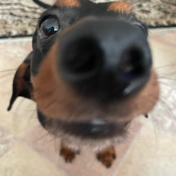 Ветеринарный центр Любимчик на Липецкой улице фото 2