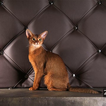 Питомник абиссинских кошек Zephyr фото 1