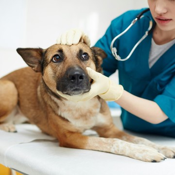 Ветеринарная клиника Ситивет на улице Уточкина фото 2