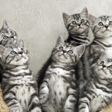 Питомник британских кошек Кент Старт фото 1