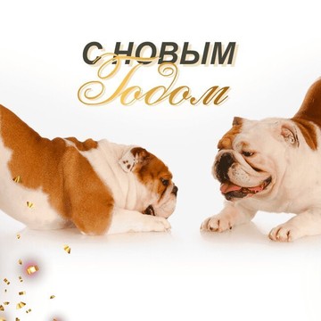 Компания по продаже мяса для собак Dog-Food фото 1