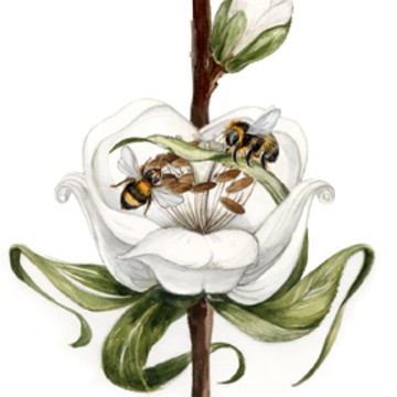 TwoBees фото 1