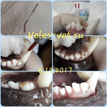 Ветеринарно-стоматологичекая клиника для кошек и собак Велес-Вет фото 3