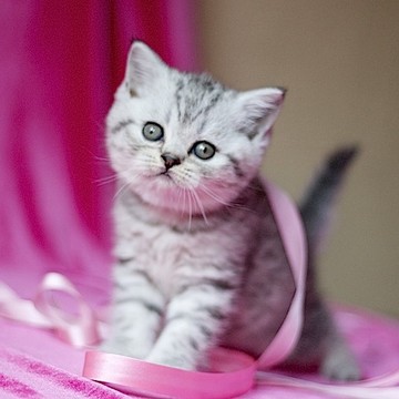 Питомник кошек Микаэлла фото 3