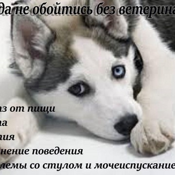 Ветеринарный центр Балу на улице Объединения фото 2