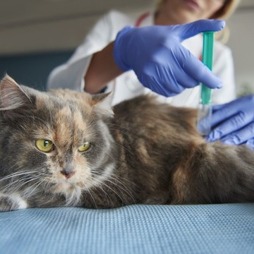 Ветеринарный центр Белый Бим на метро Ломоносовская фото 2