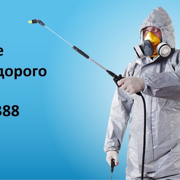 Выведение клопов недорого фото 1