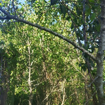 Фрукты фото 1