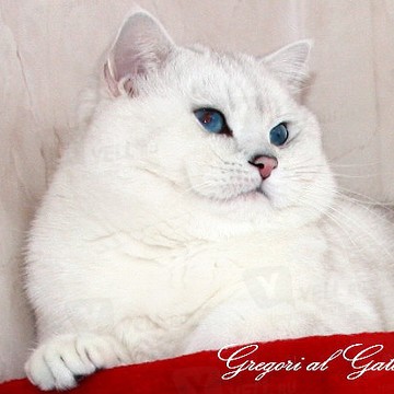 Gregori al Gato - питомник британских серебристых кошек фото 1