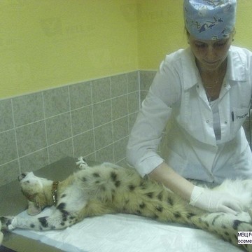 Международный ветеринарный центр репродукции и искусственного осеменения мелких животных фото 3
