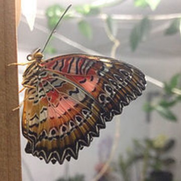 Парк бабочек В Тропиках фото 3