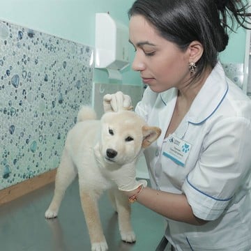 Первый ветеринарный центр в Батайском проезде фото 1