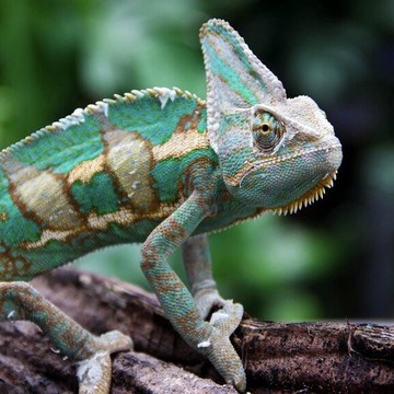 Зоопарк рептилий Другой мир фото 2