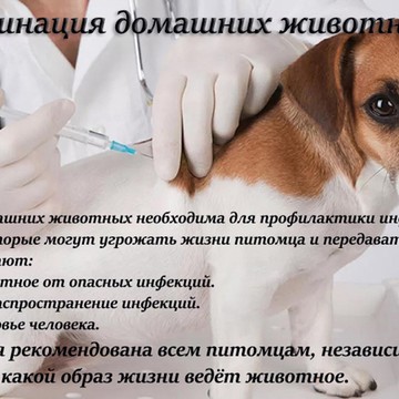 Ветеринарный центр Балу на Гурьевской улице фото 3
