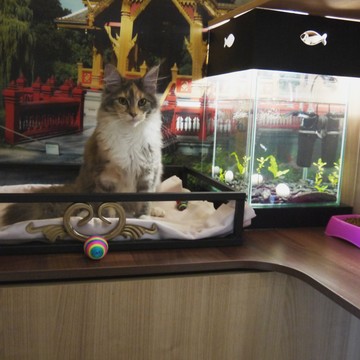 Гостиница для кошек МяуХаус фото 2
