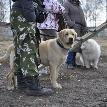 Клуб собаководства Осирис фото 3