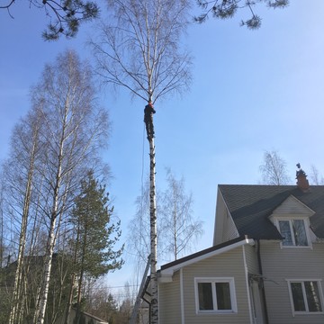 Валка деревьев фото 2