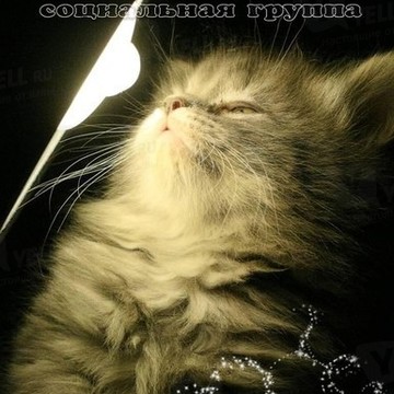 Ветеринарная клиника &quot;Умка&quot; фото 1