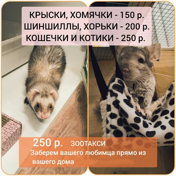 Зоогостиница Лапки фото 1