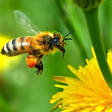 Мёд и Продукты Пчеловодства фото 2