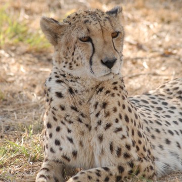 Narod Safaris Kenya фото 3