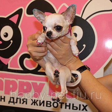 Зоосалон Happy pet фото 2