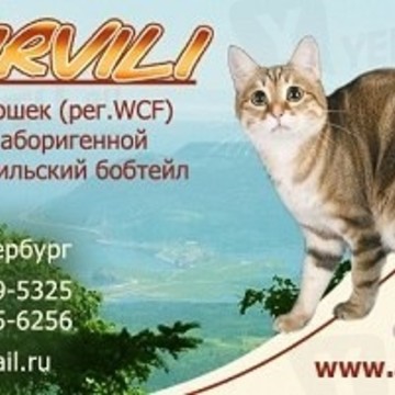 Akirvili Питомник курильских бобтейлов фото 1
