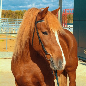 конный клуб Фаворит Конные прогулки фото 2