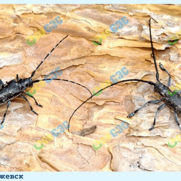 Эко СЭС Про в Сарапуле фото 3